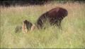 dr dolittle 3-avi_658.jpg